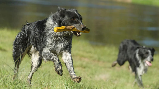 Dandelion Yellow Ruffwear Dogs' Gnawt-a-Stick Ruffwear