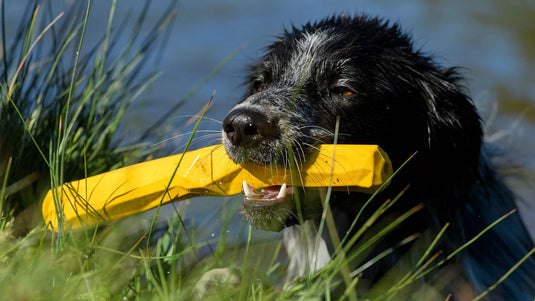 Dandelion Yellow Ruffwear Dogs' Gnawt-a-Stick Ruffwear